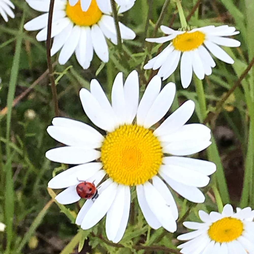 Meet your Posher, Debra